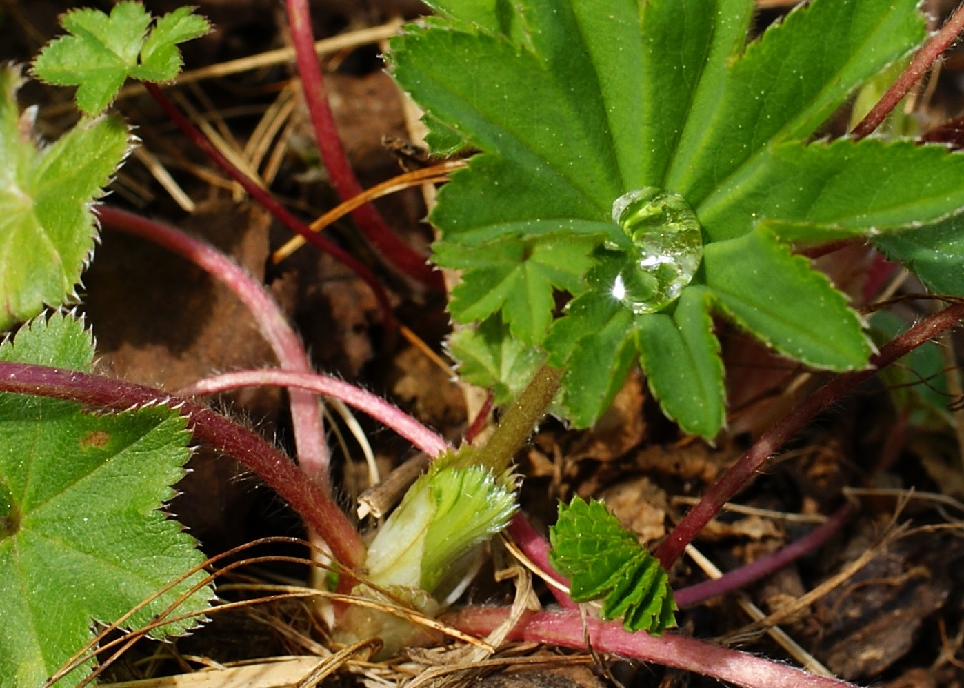 Изображение особи род Alchemilla.