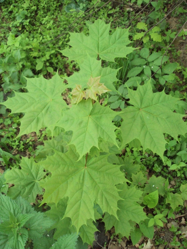 Image of Acer platanoides specimen.