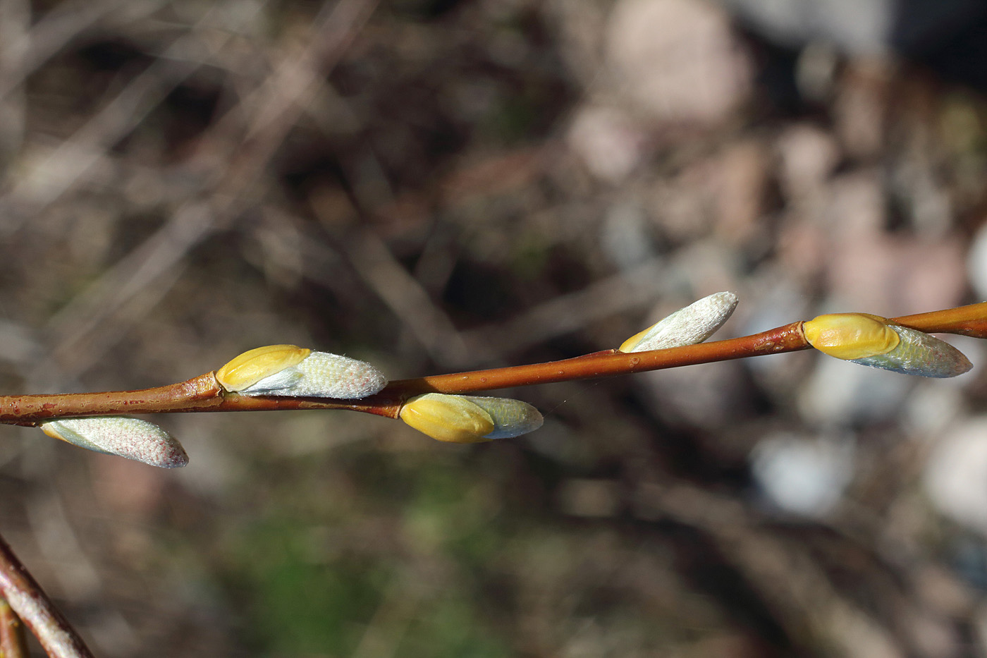 Image of Salix blakii specimen.