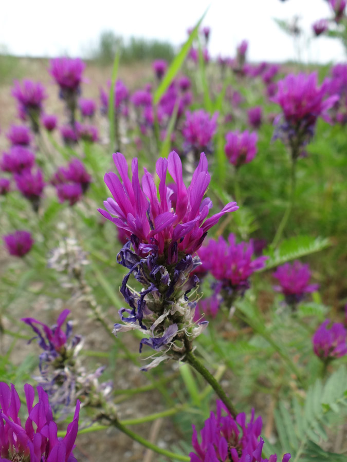 Image of Astragalus onobrychis specimen.