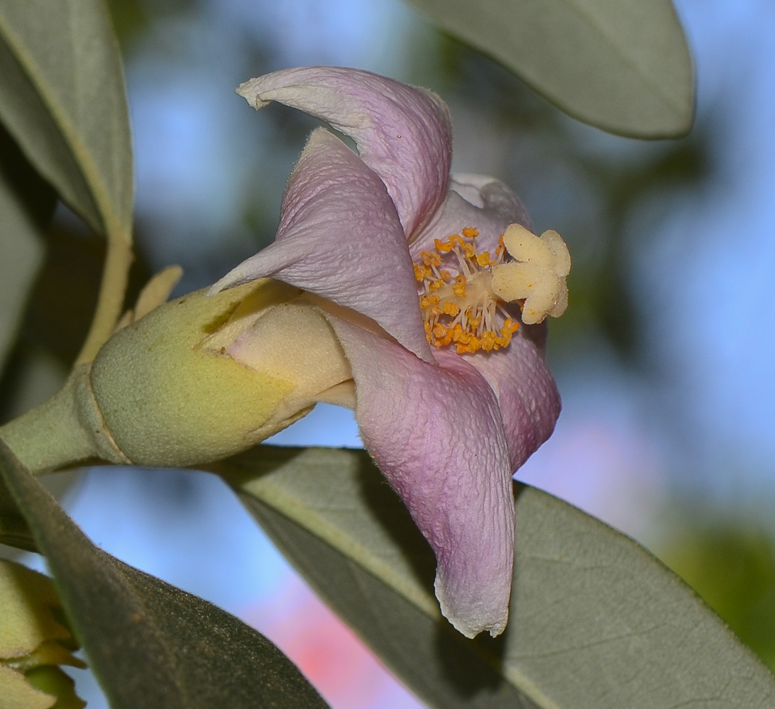 Image of Lagunaria patersonia specimen.