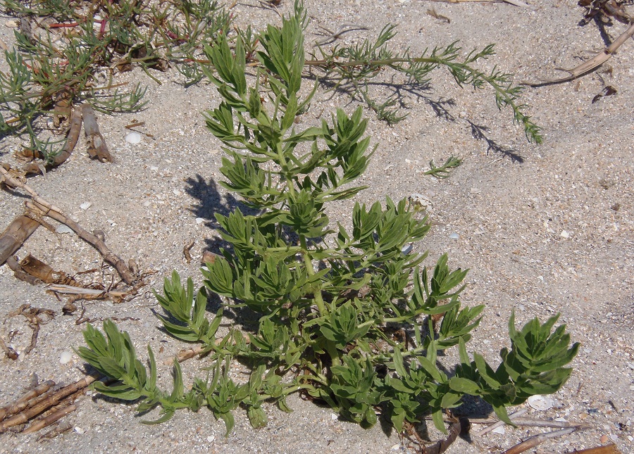 Изображение особи Argusia sibirica.