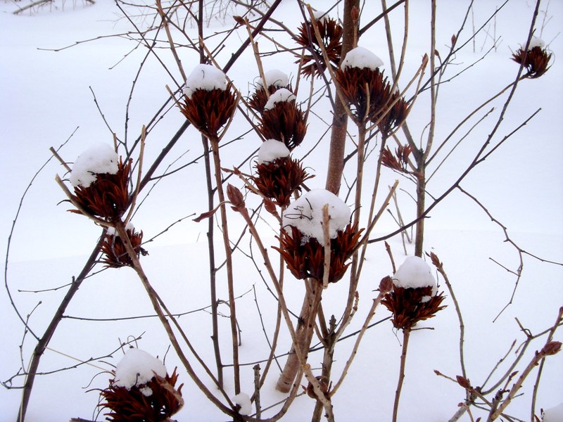 Image of Rhododendron luteum specimen.