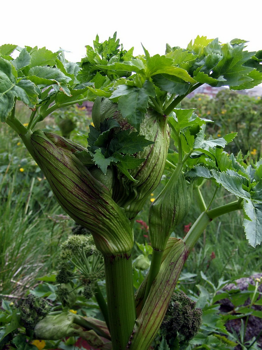 Image of Archangelica officinalis specimen.