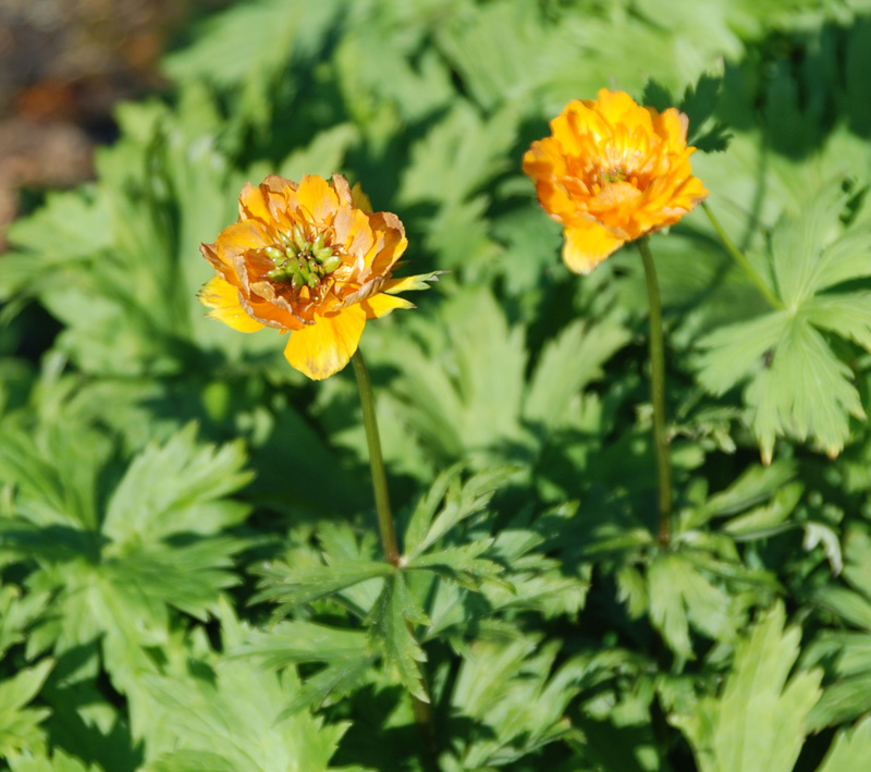 Изображение особи Trollius asiaticus.