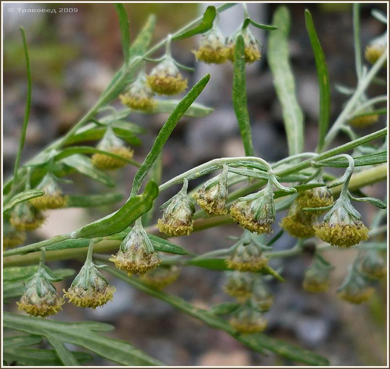 Image of Artemisia sieversiana specimen.