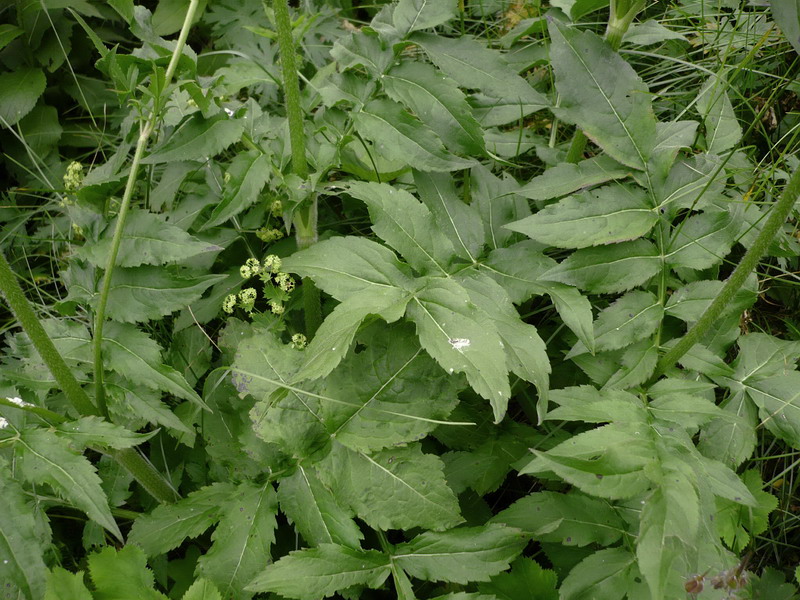 Изображение особи Cephalaria gigantea.