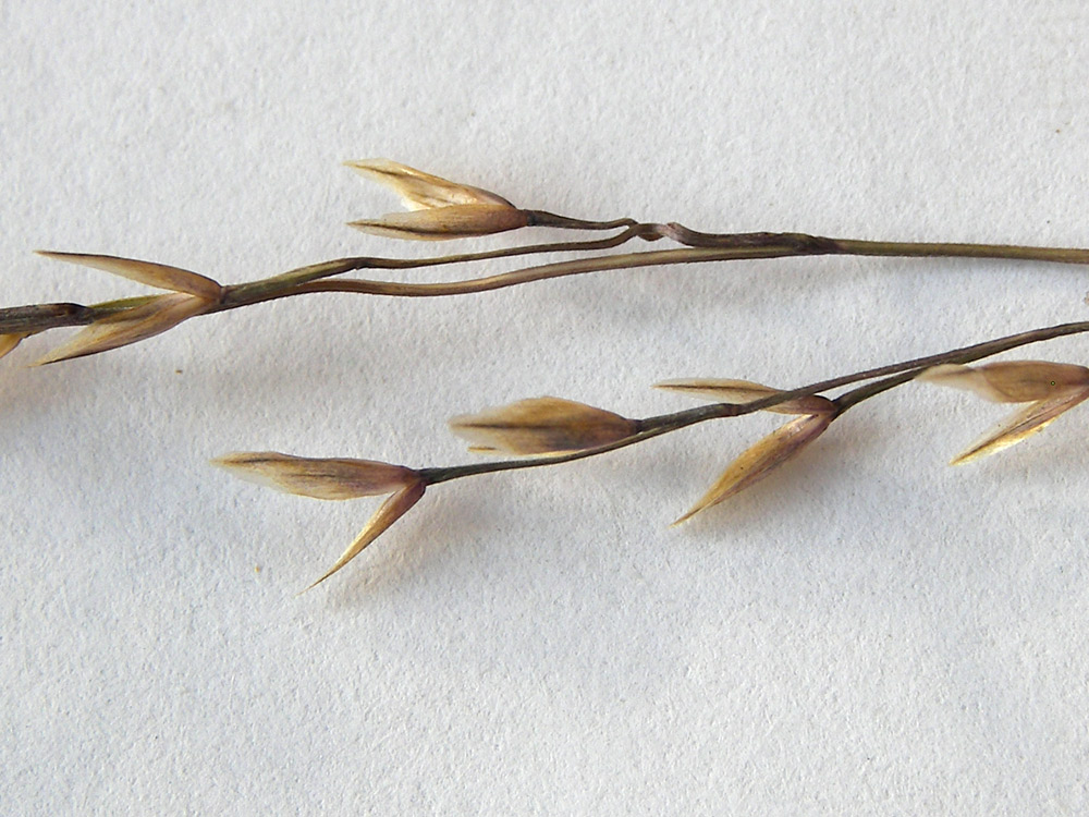 Image of Festuca woronowii specimen.