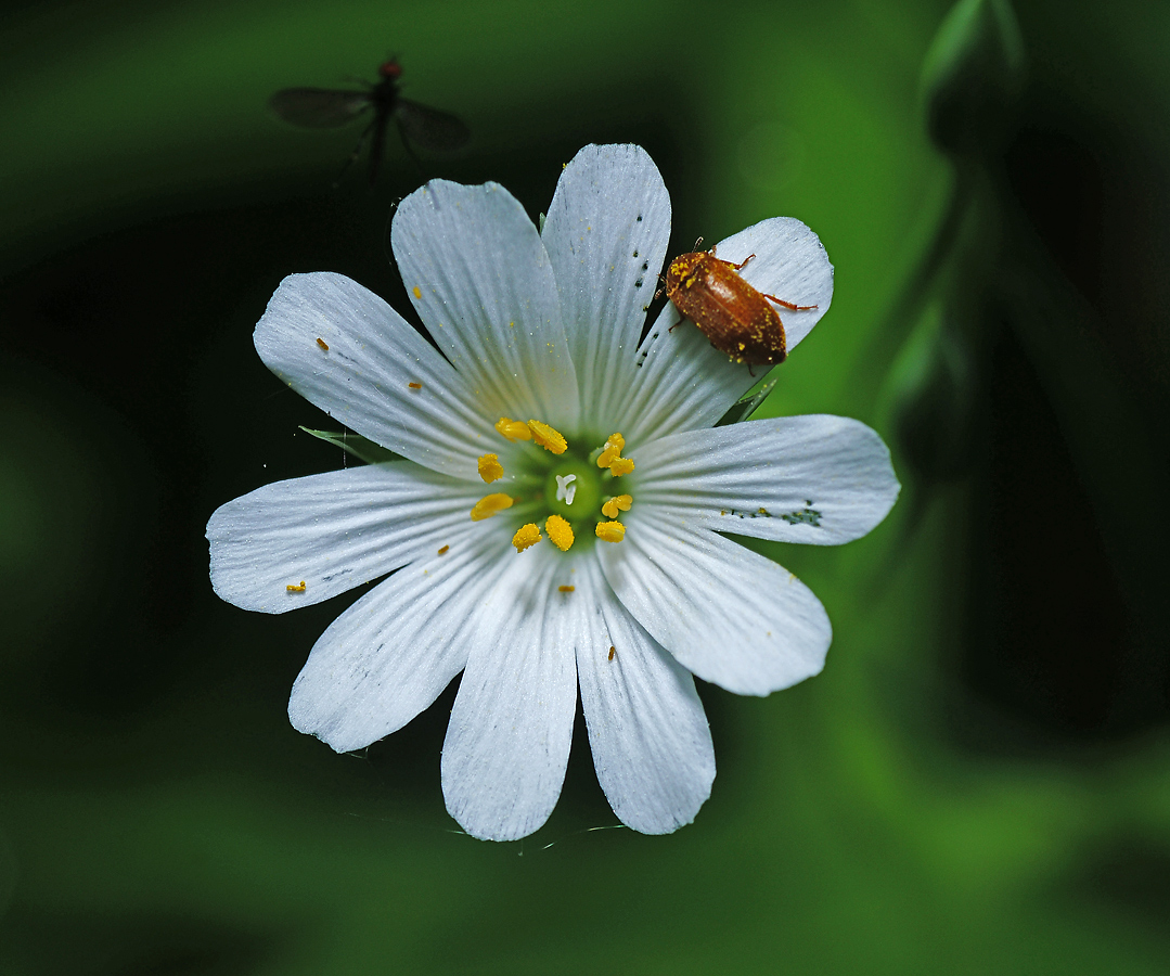 Image of Stellaria holostea specimen.