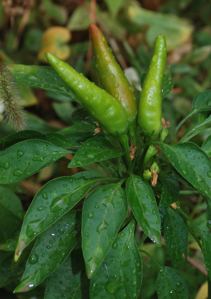 Изображение особи Capsicum annuum.