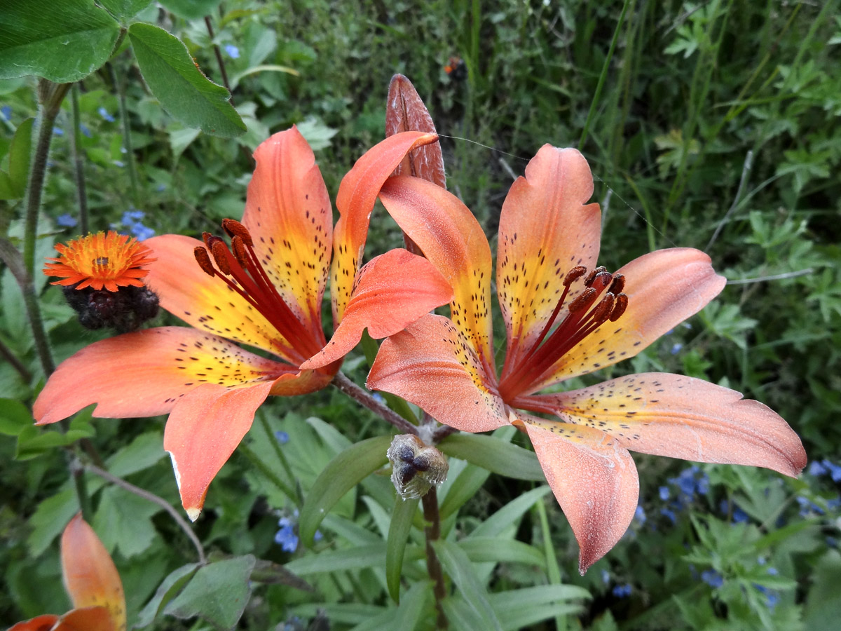 Image of Lilium pensylvanicum specimen.