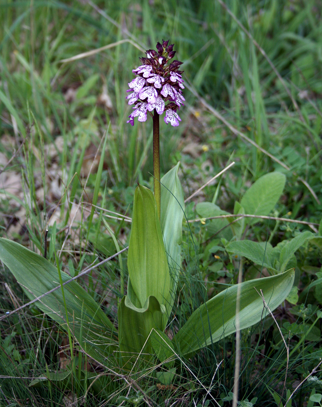 Image of Orchis purpurea specimen.