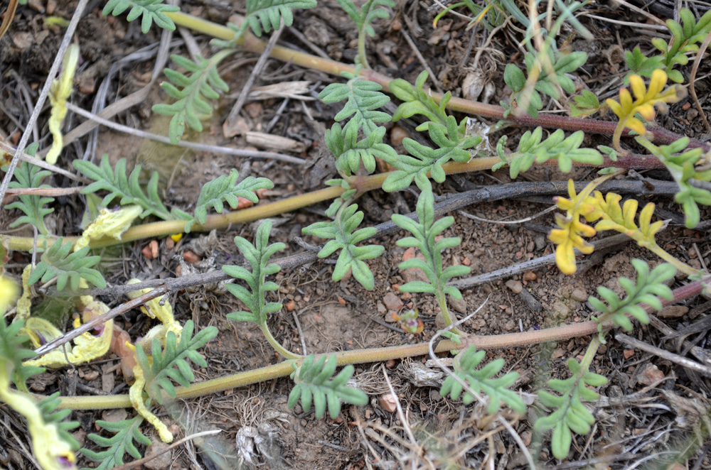 Изображение особи Scutellaria przewalskii.