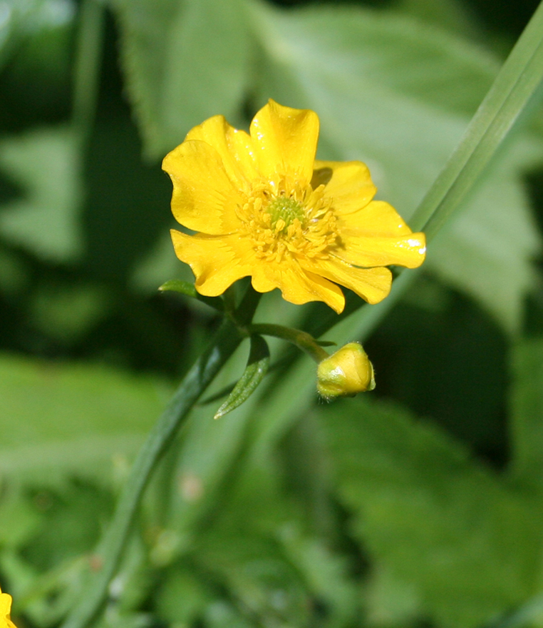 Image of Ranunculus grandifolius specimen.