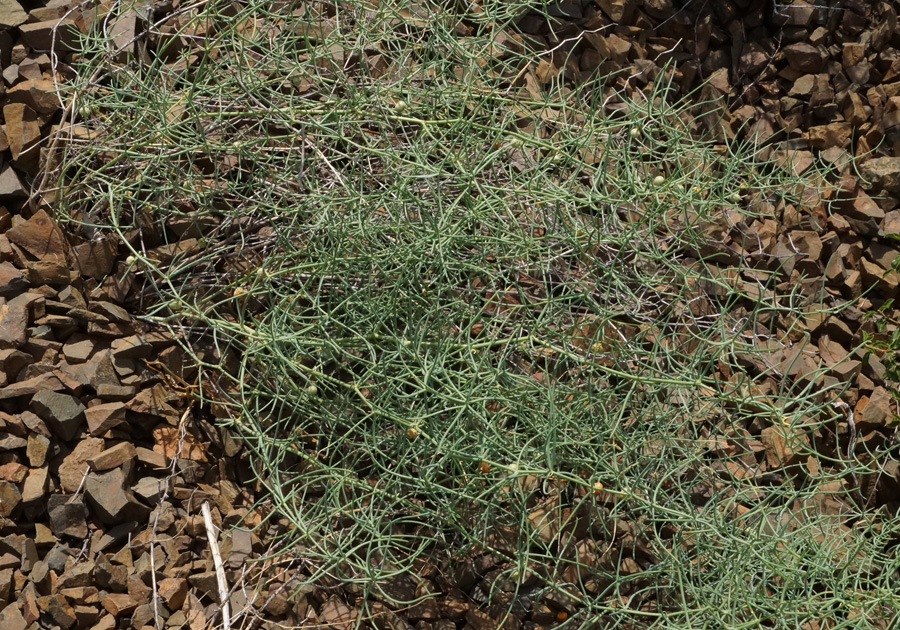 Image of Asparagus breslerianus specimen.