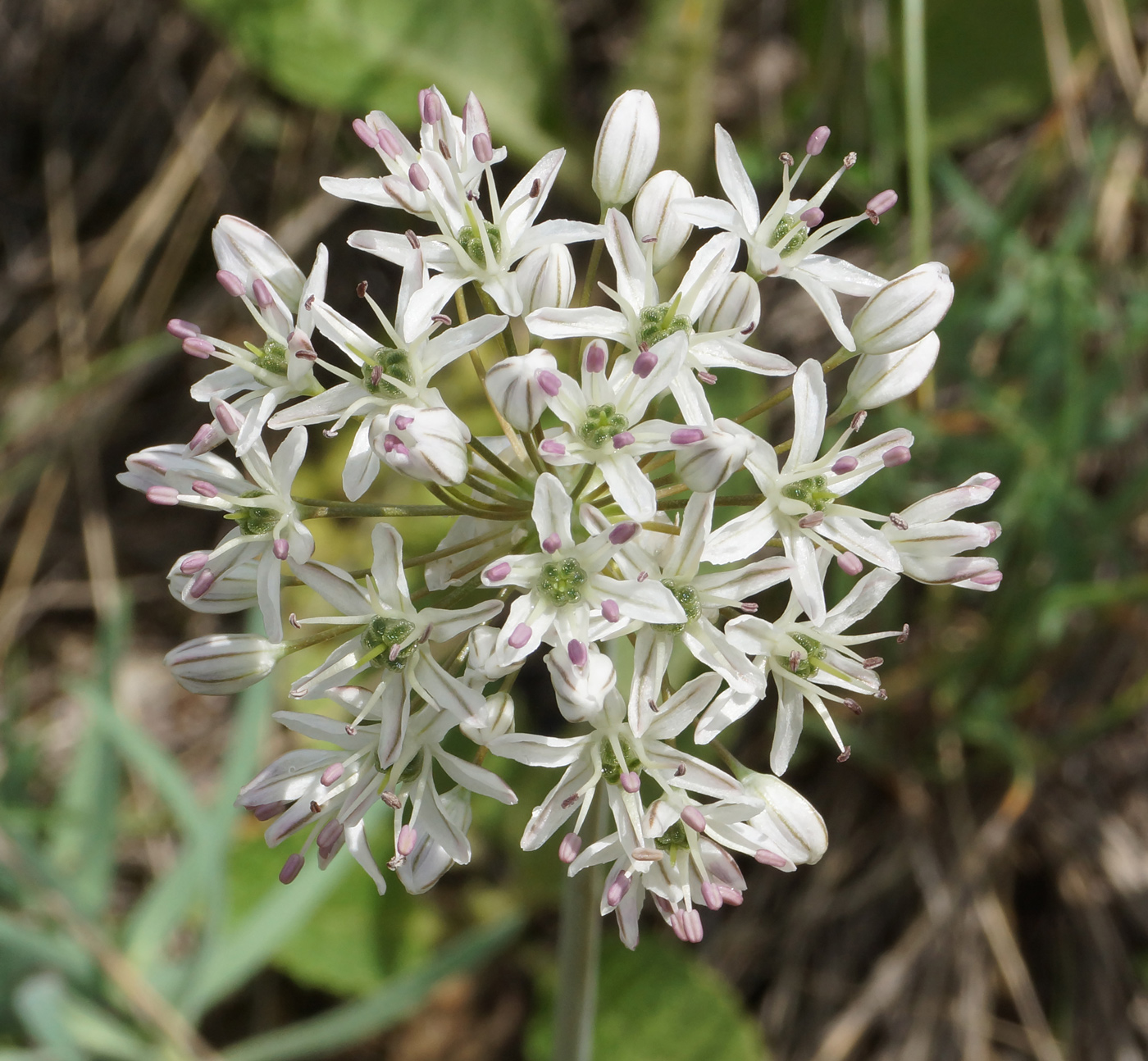 Image of Allium tulipifolium specimen.