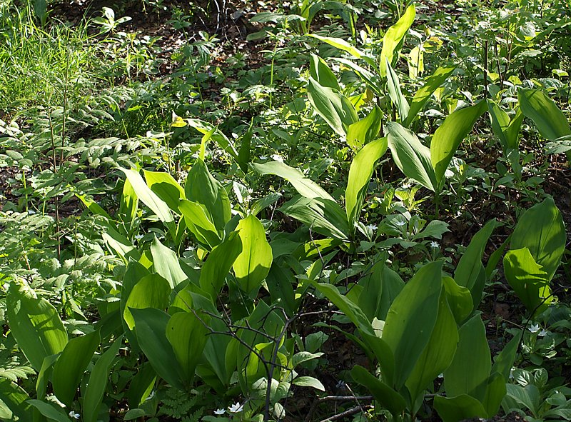 Image of Convallaria majalis specimen.