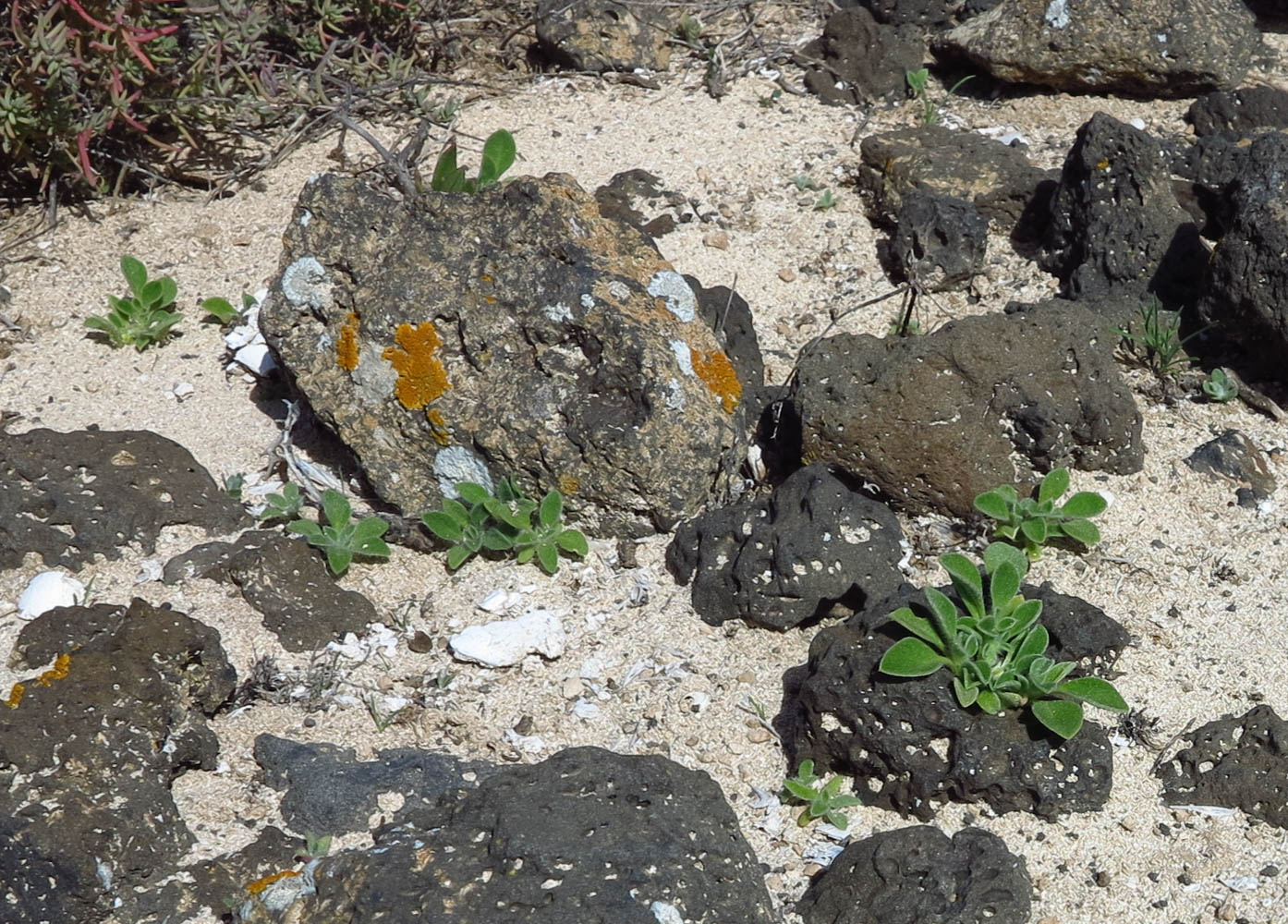 Image of Aizoon canariense specimen.