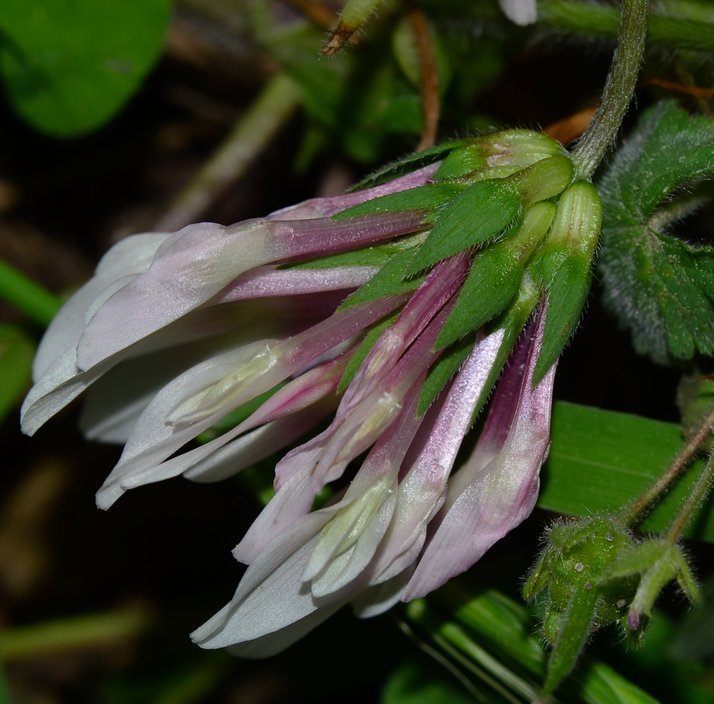 Image of Trifolium clypeatum specimen.