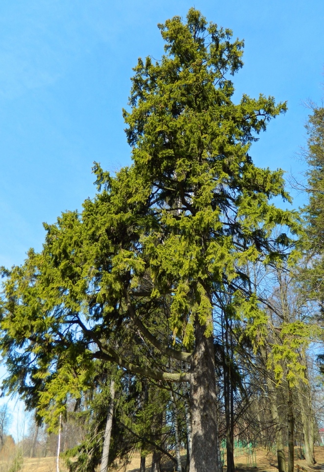 Image of Picea abies specimen.