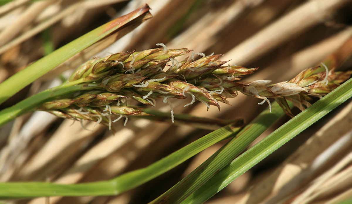 Image of Carex appropinquata specimen.