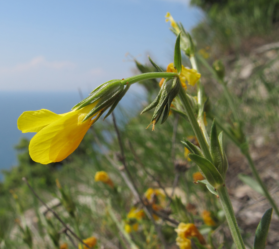 Image of Linum tauricum specimen.