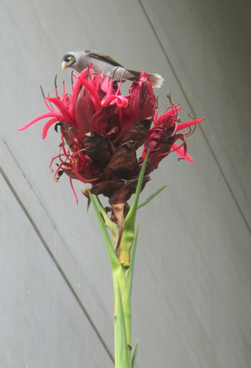 Image of Doryanthes excelsa specimen.