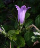 Campanula sibirica