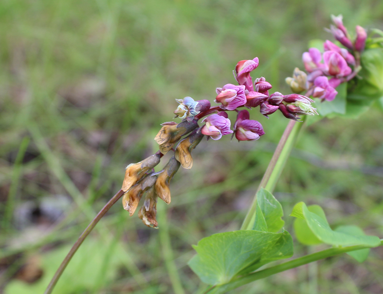 Image of Lathyrus pisiformis specimen.