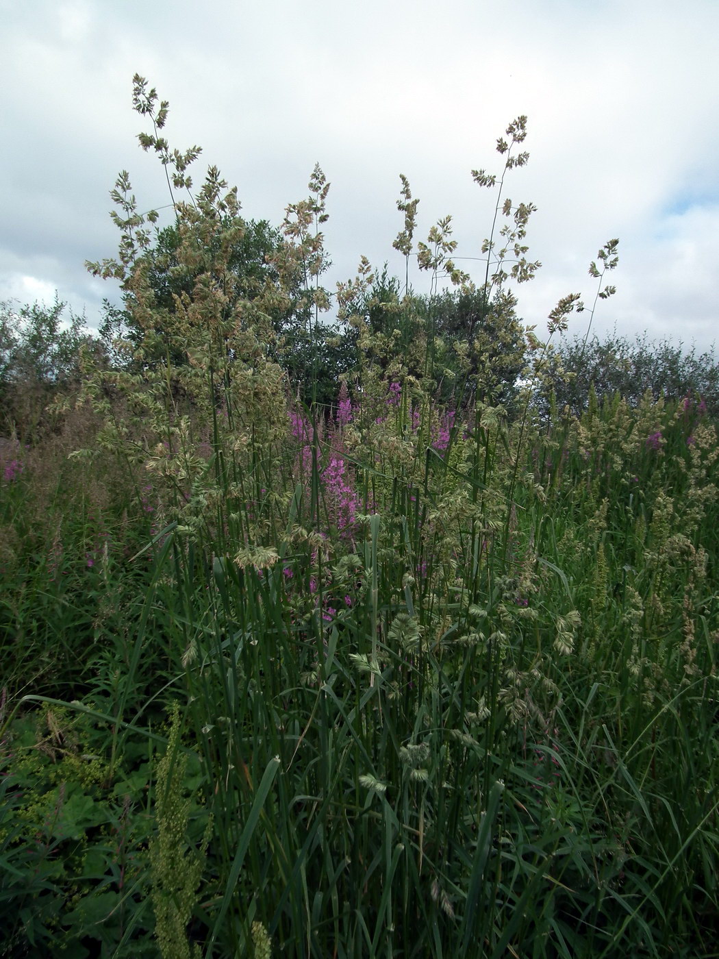 Image of Dactylis glomerata specimen.