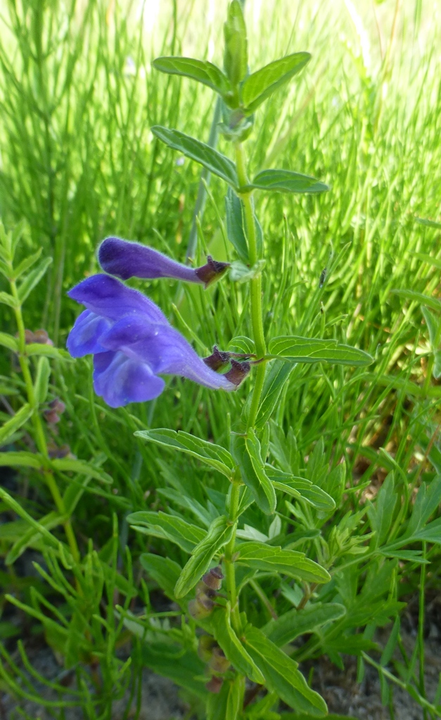 Изображение особи Scutellaria scordiifolia.