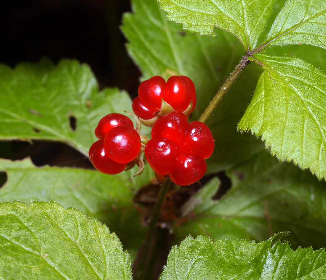 Изображение особи Rubus saxatilis.