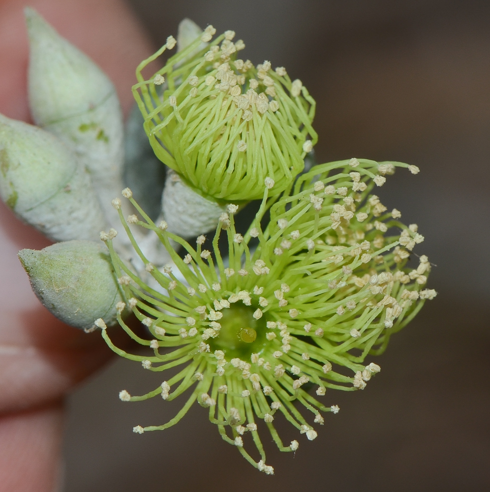 Изображение особи Eucalyptus kruseana.