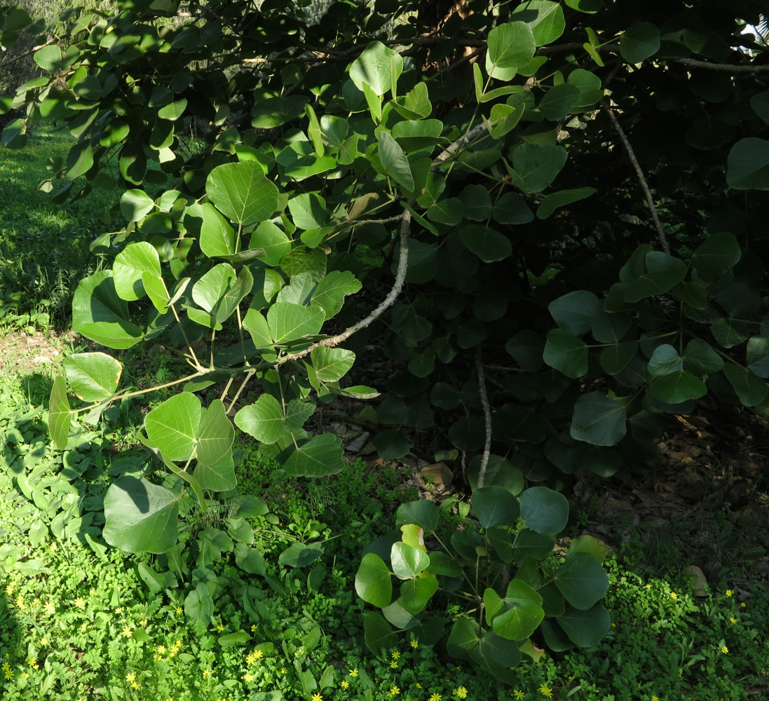 Изображение особи Erythrina abyssinica.