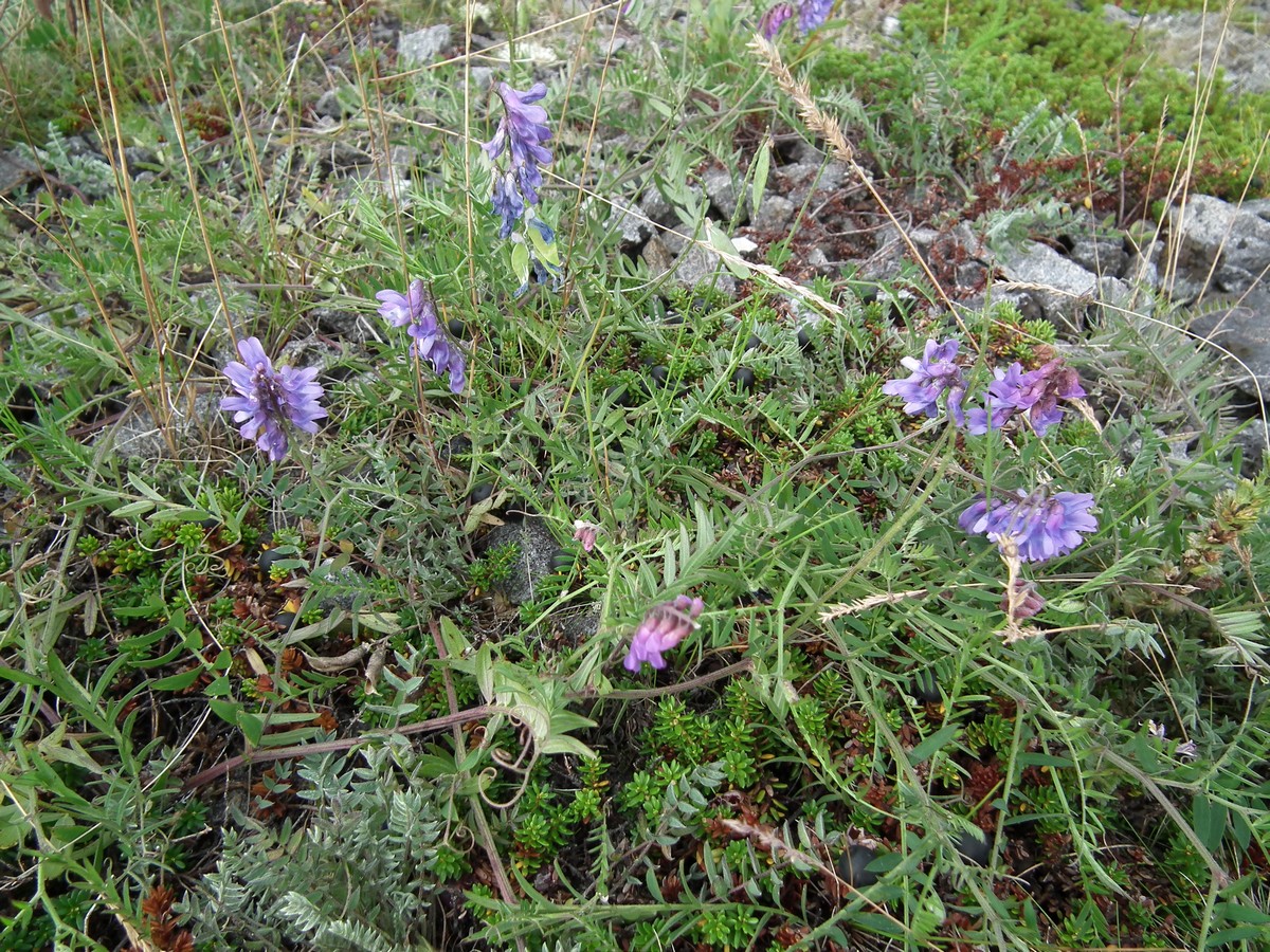 Image of Vicia cracca specimen.