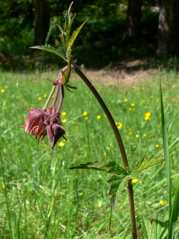 Image of Geum rivale specimen.