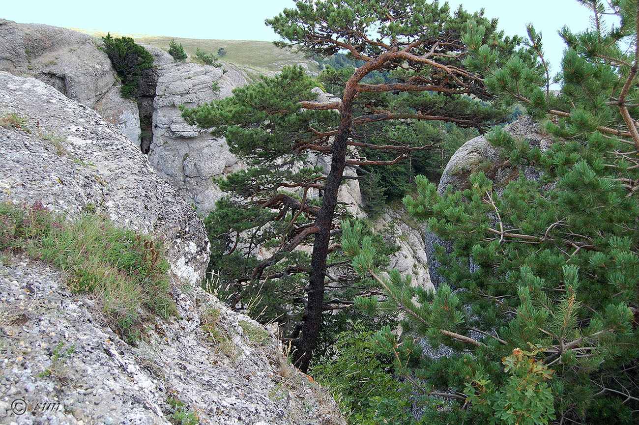 Сосна крючковатая описание и фото