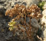 Crithmum maritimum