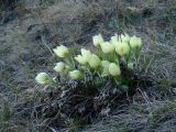 Pulsatilla orientali-sibirica. Цветущие растения на склоне. Иркутская обл., Иркутский р-н, окр. с. Максимовщина, долина р. Иркут. 22.04.2016.