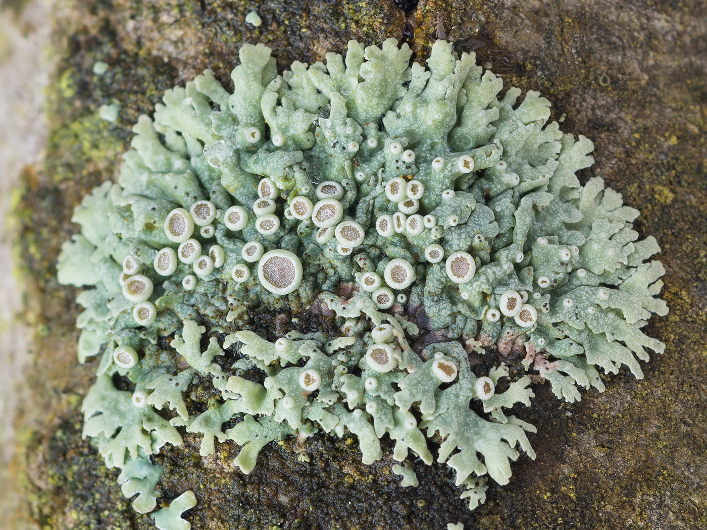 Image of genus Physcia specimen.