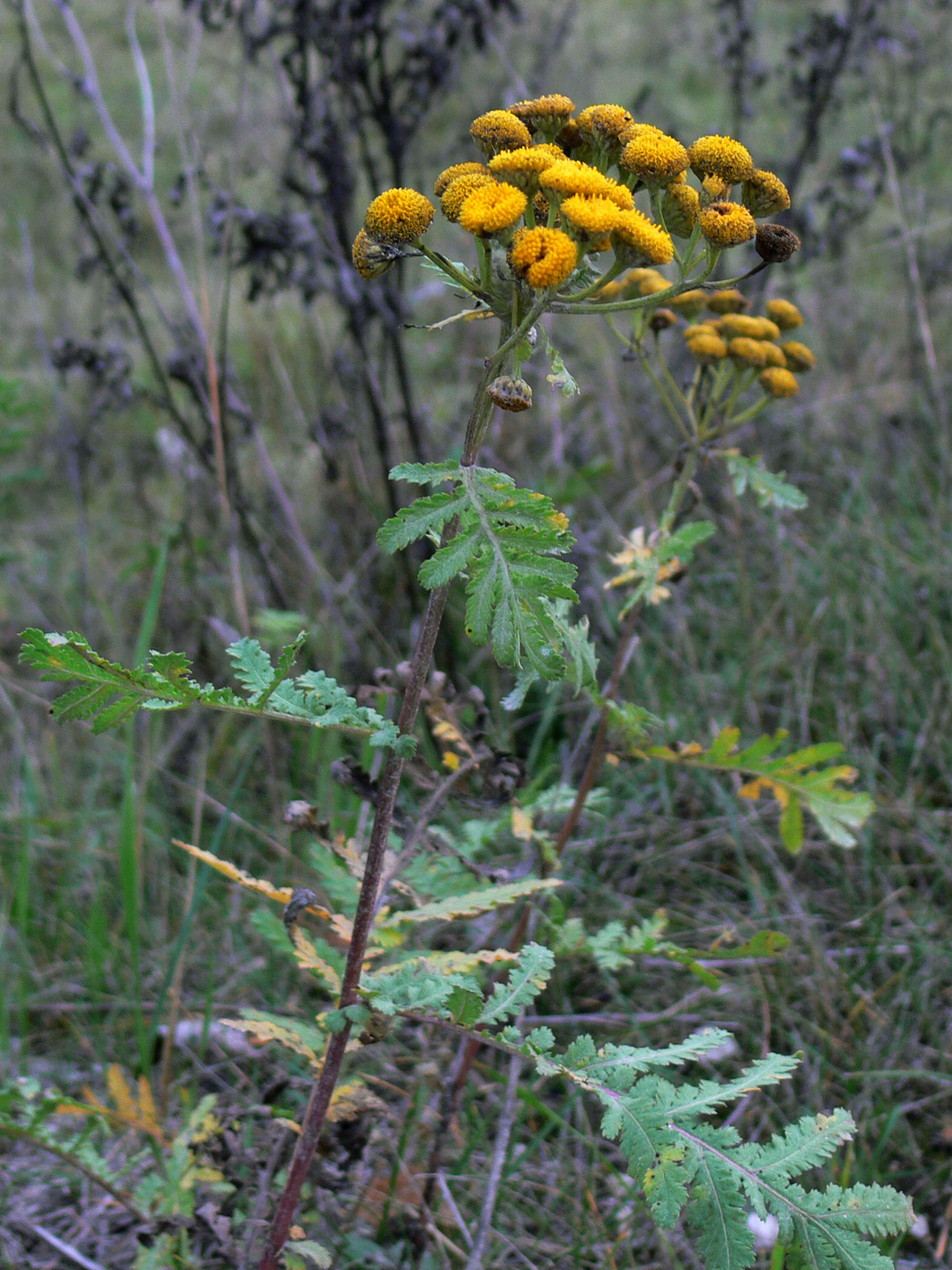 Image of Tanacetum vulgare specimen.