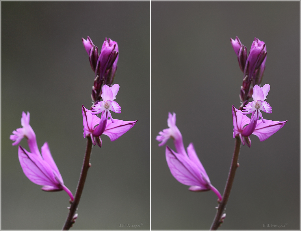 Изображение особи Polygala major.