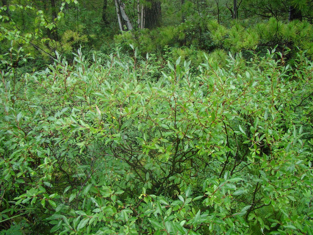 Image of Salix phylicifolia specimen.