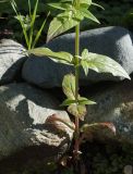 Epilobium adenocaulon