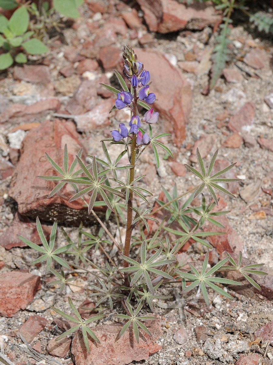 Изображение особи Lupinus sparsiflorus.