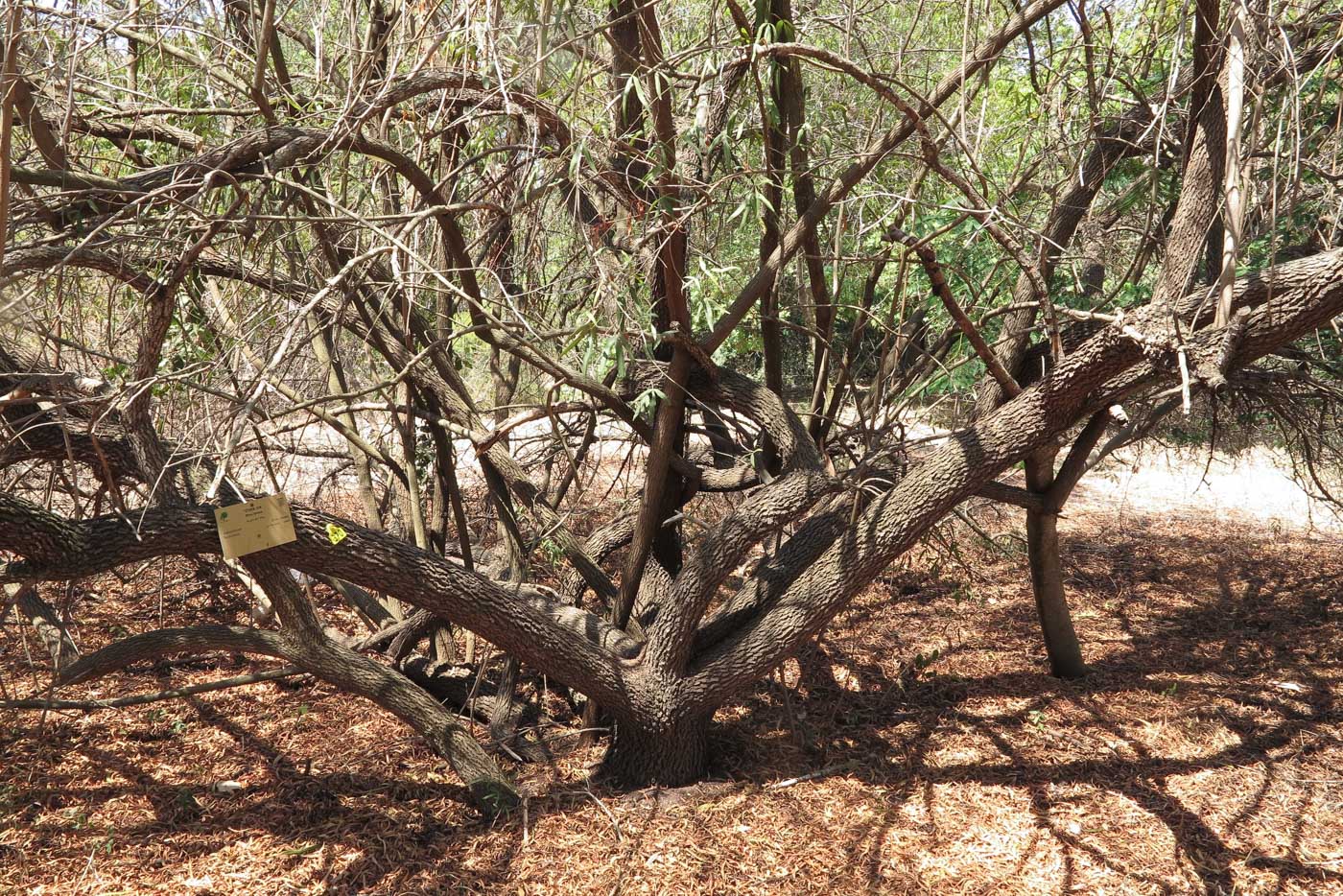 Image of Searsia lancea specimen.