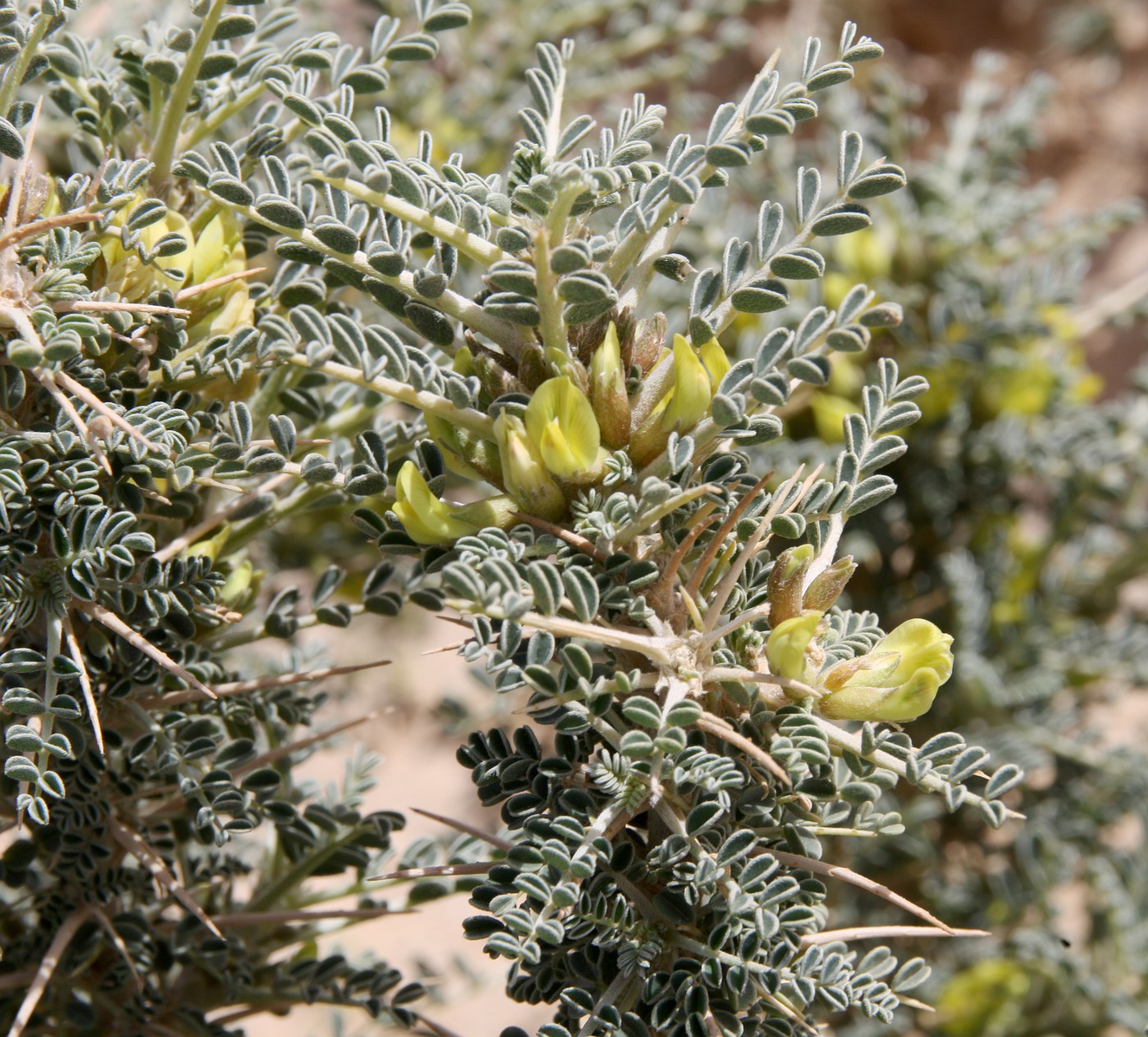 Image of Astragalus trigonus specimen.