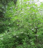 Смотреть изображение Halesia carolina