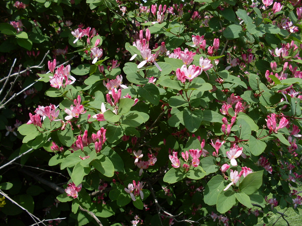 Image of Lonicera tatarica specimen.