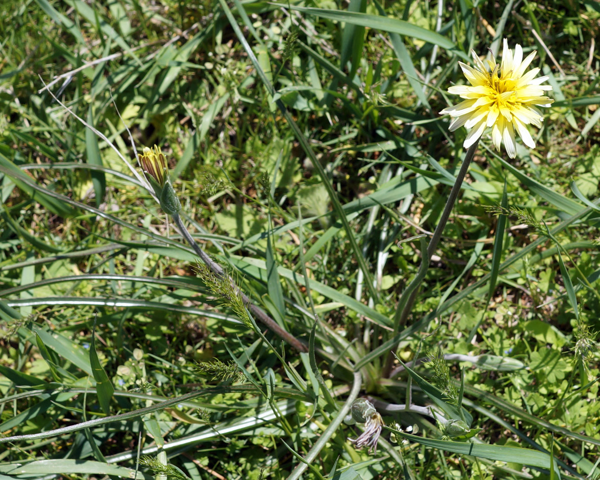 Image of genus Scorzonera specimen.